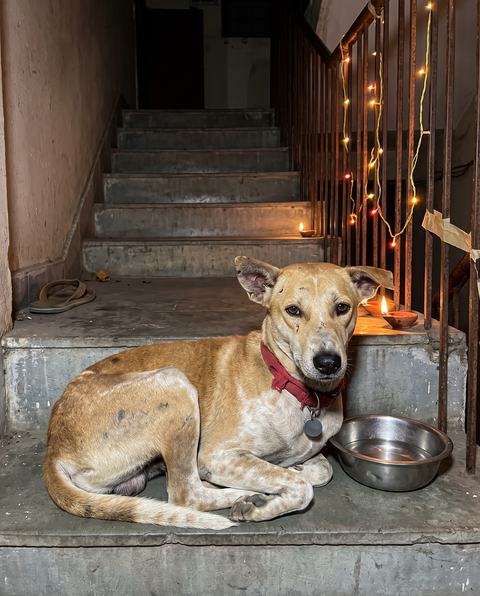 A tan street dog with a red collar and a round tag resting on the steps of an apartment stairwell on Diwali night, beside a steel bowl of water, with diyas and fairy lights behind it