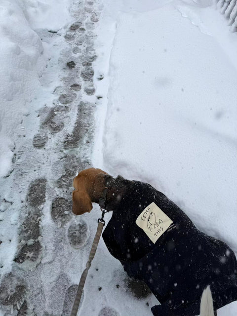 Beagle in the Fetch This tee walking through snow, back print visible, real customer photo, Hoomans