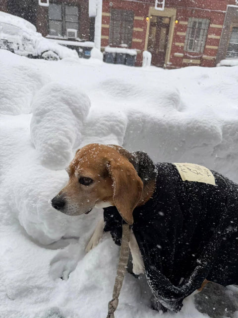 Chip the beagle wearing the Fetch This tee in a New York snowstorm, real customer photo, Hoomans