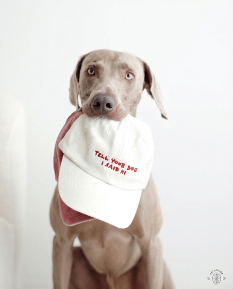 Tell Your Dog I Said Hi cap lifestyle shot – Hoomans India